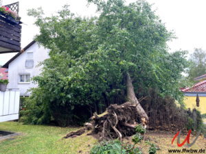 Baum auf Dach