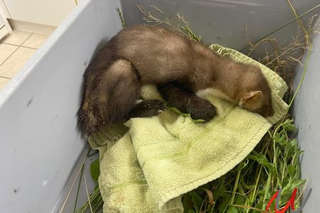 Kleintierrettung