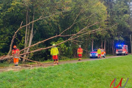 Baum über Fahrbahn